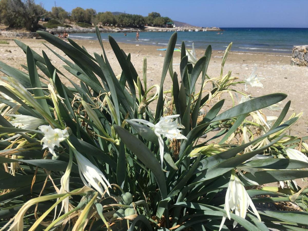 Fissi Agritourism Near The Sea Ferienhaus