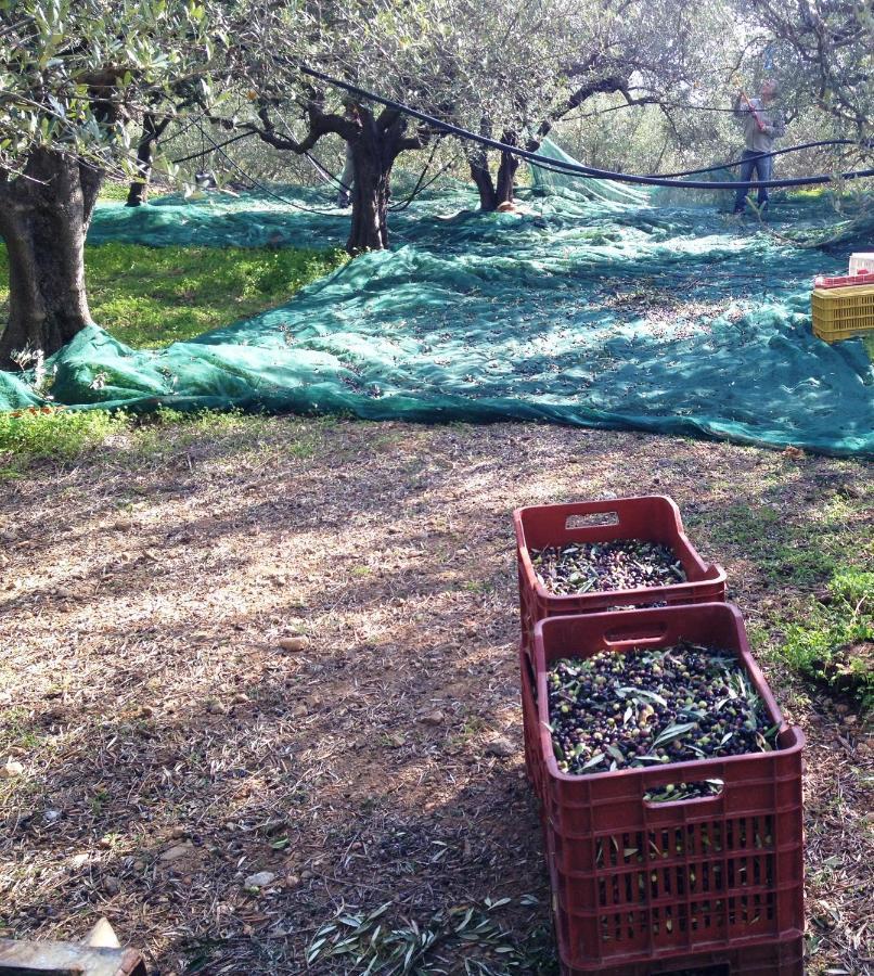 Fissi Agritourism Near The Sea